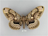 枯球籮紋蛾藏品圖，第1張