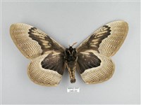 枯球籮紋蛾藏品圖，第2張