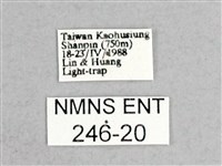 枯球籮紋蛾藏品圖，第3張