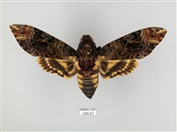 鬼臉天蛾藏品圖，第1張