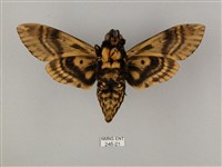 鬼臉天蛾藏品圖，第2張