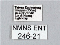 鬼臉天蛾藏品圖，第3張