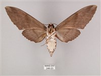 粗斜紋天蛾藏品圖，第2張