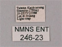 粗斜紋天蛾藏品圖，第3張