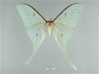 長尾水青蛾藏品圖，第1張