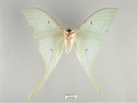 長尾水青蛾藏品圖，第2張