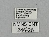 長尾水青蛾藏品圖，第3張