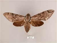 細斜紋霜天蛾藏品圖，第1張