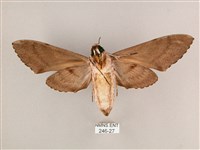 細斜紋霜天蛾藏品圖，第2張