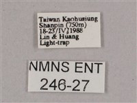 細斜紋霜天蛾藏品圖，第3張