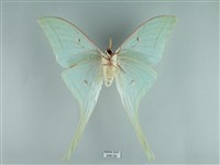 長尾水青蛾藏品圖，第2張