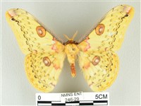 黃豹天蠶蛾藏品圖，第1張