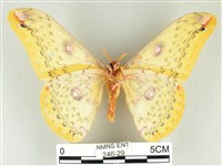 黃豹天蠶蛾藏品圖，第2張