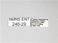 黃豹天蠶蛾藏品圖，第3張