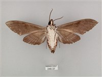 粗斜紋天蛾藏品圖，第2張