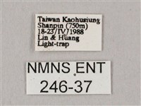 粗斜紋天蛾藏品圖，第3張