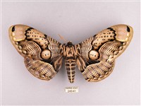 枯球籮紋蛾藏品圖，第1張