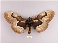 枯球籮紋蛾藏品圖，第2張