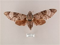 粗斜紋天蛾藏品圖，第1張