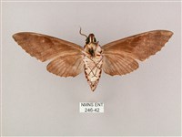 粗斜紋天蛾藏品圖，第2張