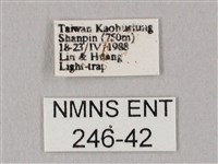 粗斜紋天蛾藏品圖，第3張