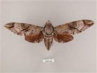 粗斜紋天蛾藏品圖，第1張