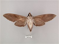 粗斜紋天蛾藏品圖，第2張