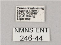 粗斜紋天蛾藏品圖，第3張