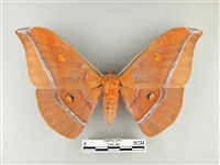 紅目天蠶蛾藏品圖，第1張