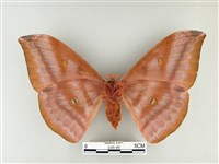 紅目天蠶蛾藏品圖，第2張