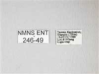 紅目天蠶蛾藏品圖，第3張