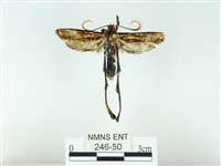 長腳大織蛾藏品圖，第1張