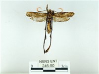 長腳大織蛾藏品圖，第2張