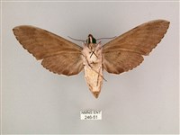 細斜紋霜天蛾藏品圖，第2張