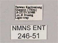 細斜紋霜天蛾藏品圖，第3張