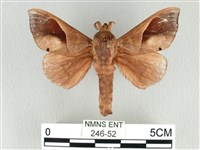 大褐斑枯葉蛾藏品圖，第1張