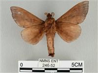 大褐斑枯葉蛾藏品圖，第2張