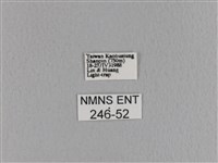 大褐斑枯葉蛾藏品圖，第3張