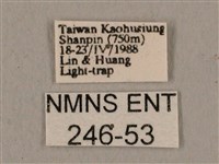 黑帶鷹翅天蛾藏品圖，第3張