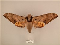 臺灣鷹翅天蛾藏品圖，第1張