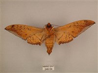 臺灣鷹翅天蛾藏品圖，第2張