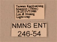 臺灣鷹翅天蛾藏品圖，第3張