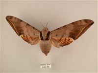 臺灣鷹翅天蛾藏品圖，第1張