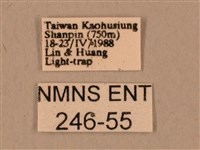 臺灣鷹翅天蛾藏品圖，第3張