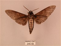 白星天蛾藏品圖，第2張