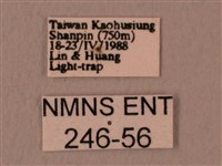 白星天蛾藏品圖，第3張