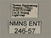 斜線天蛾藏品圖，第3張