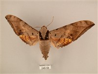 臺灣鷹翅天蛾藏品圖，第1張