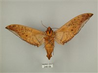 臺灣鷹翅天蛾藏品圖，第2張