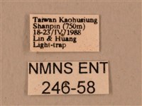 臺灣鷹翅天蛾藏品圖，第3張